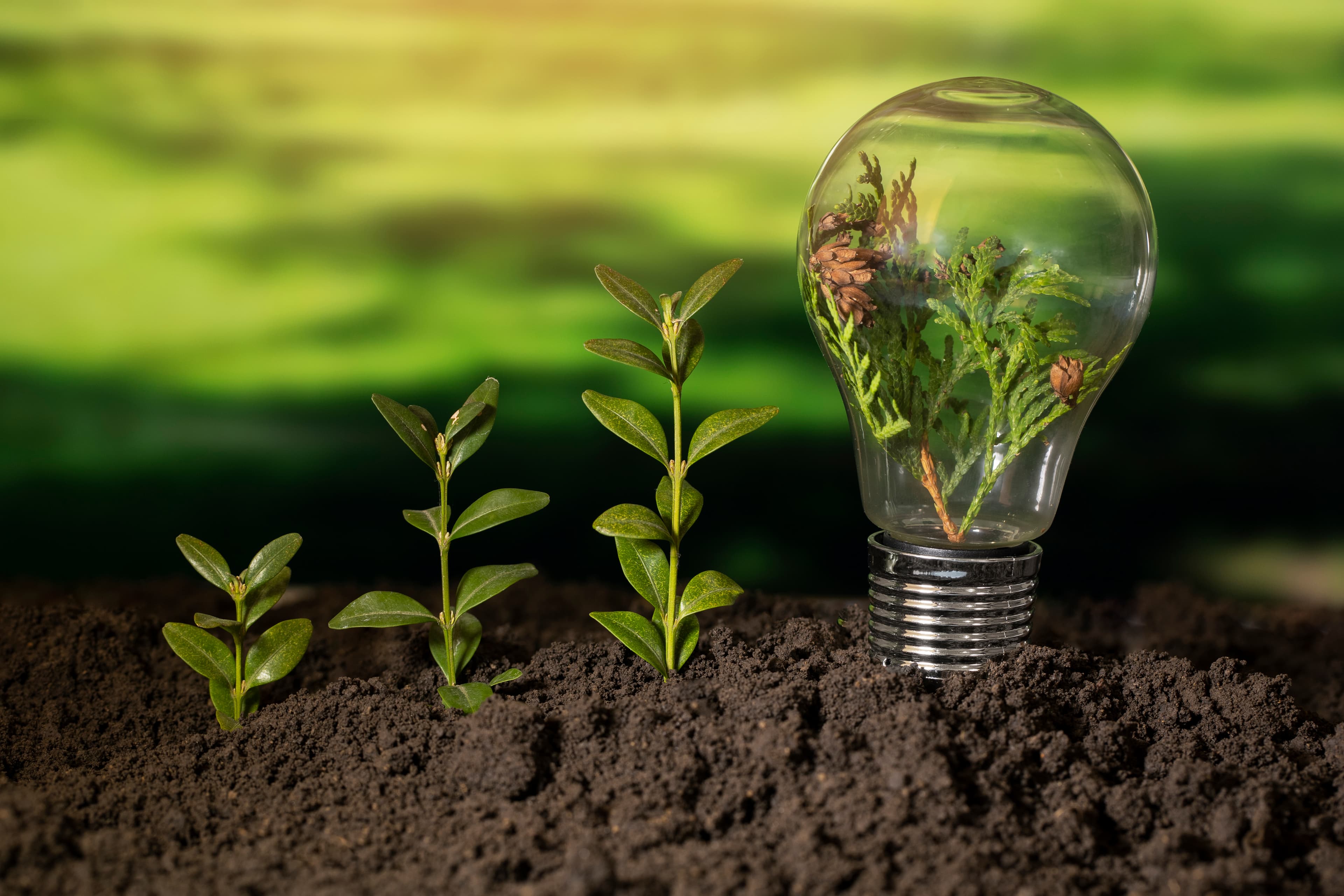 Sustainable Practices